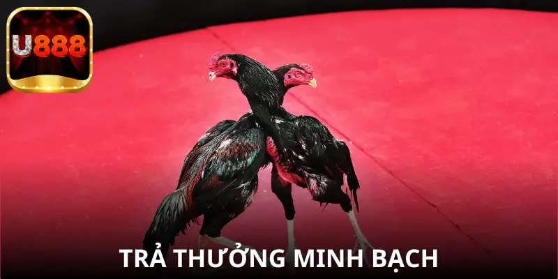 Cam kết uy tín tuyệt đối trong Đá Gà U888