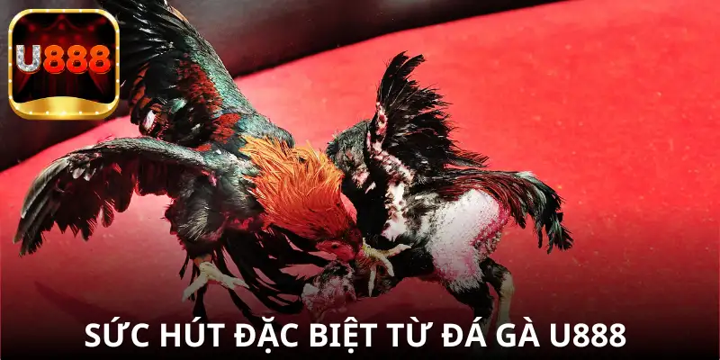 Lý do các trận đấu Thomo thu hút