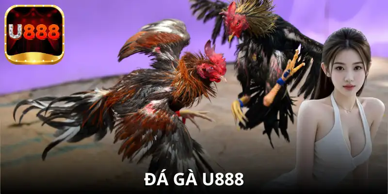 Đá Gà U888